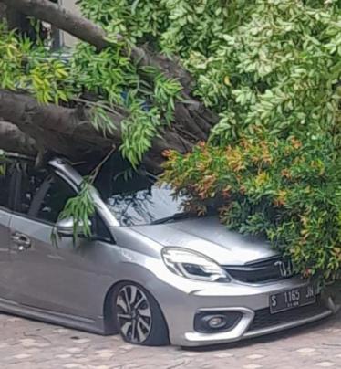 Pohon Tumbang Timpa Mobil